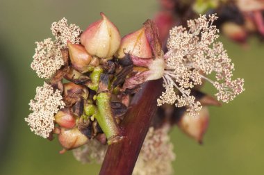 Hint fasulyesi ya da yağ bitkisi güzel beyaz ve kırmızı çiçeklerin yanı sıra yoğun kırmızı ışıklı meyveler ile çok zehirlidir.