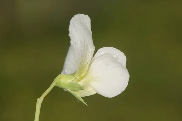 Lathyrus Odoratus Sweetpea Культивируемый Вид Белых Цветов Который Иногда Встречается — стоковое фото