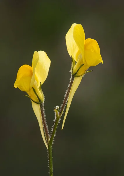 Linaria Spartea Ballast Toadflax Beautiful Delicate Yellow Flower Looks Small — Stock Photo, Image