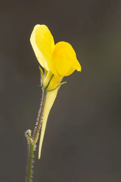 Линария Игристая Балластная Поганка Красивый Нежный Желтый Цветок Похожий Маленькую — стоковое фото