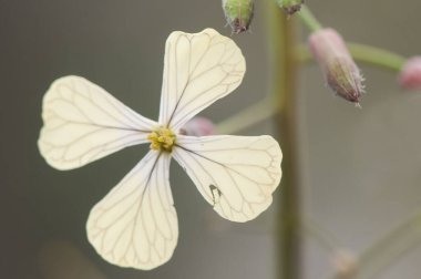 Raphanus raphanistrum yabani turp. Çayırlarda ve oluklarda yetişen beyaz krema çiçekleri var.