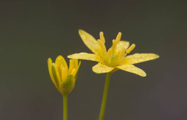 Beytüllahim 'in Gagea sarı yıldızı nemli yerlerde parlayarak büyüyen küçük sarı soğanlı çiçek.