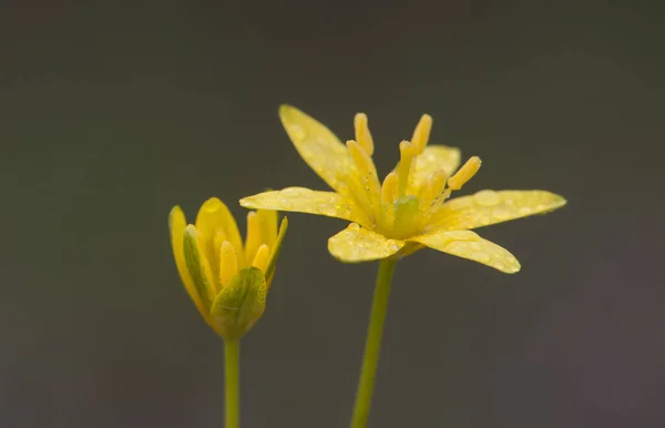 Beytüllahim Gagea Sarı Yıldızı Nemli Yerlerde Parlayarak Büyüyen Küçük Sarı — Stok fotoğraf