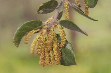 Quercus ilex holm meşe ağacı erkek çiçekleri ya da çiçek açarken dalların ucundaki küpe gibi sarkan kedi derileri.