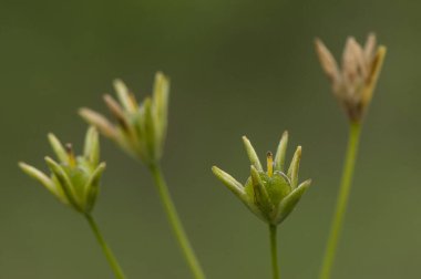 Beytüllahim 'in Gagea sarı yıldızı nemli yerlerde parlayarak büyüyen küçük sarı soğanlı çiçek.