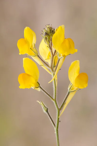 Linaria Spartea Ballast Tadflax Маленька Тонка Жовта Квітка Виглядом Dragoncillo — стокове фото