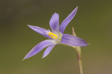 Romulea türü soğan otu ya da çayırlarda bulunan mor ve yeşil renkli Liliaceae familyasının gül rengi kumsal çiçeği.