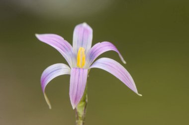 Romulea türü soğan otu ya da çayırlarda bulunan mor ve yeşil renkli Liliaceae familyasının gül rengi kumsal çiçeği.