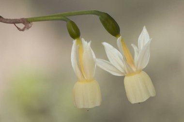 Narcissus Triandrus Melekleri sarımsı narsislerin ve gök mavisi aydınlatmaların güzel türlerini gözyaşlarına boğar.