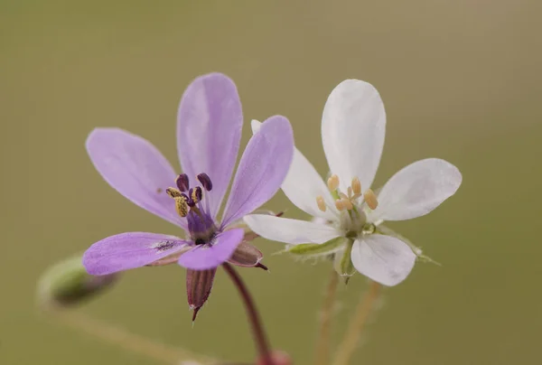 Erodium Redstem Filaree Zwykłych Bocianów Rachunek Lub Pinweed Mały Fioletowy — Zdjęcie stockowe