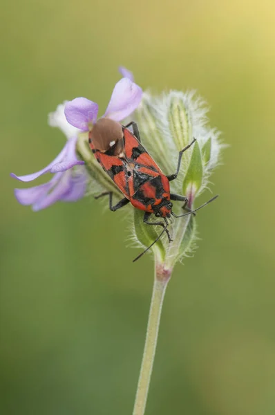 Spilostethus Pandurus Samenkäfer Auffälliges Insekt Das Darauf Hinweist Dass Giftig — Stockfoto