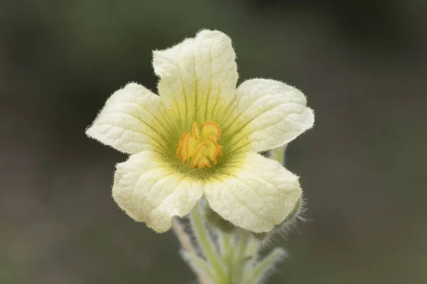 Ecballium Elaterium Squirting Cucumber Yellowish White Flowers Green Veins Flash — Stock Photo, Image