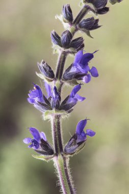 Salvia verbenaca yabani clary ya da mavi ya da mor renkli çiçekli adaçayı aromatik bitki
