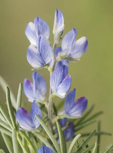 Lupinus Angustifolius Narrowleaf Tremoço Selvagem Folhas Estreitas Azul Com Belas — Fotografia de Stock