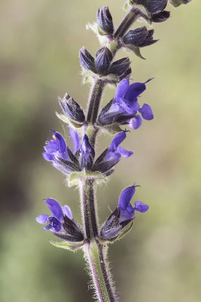蓝花或紫色花朵闪烁着的沙门氏菌或鼠尾草 — 图库照片