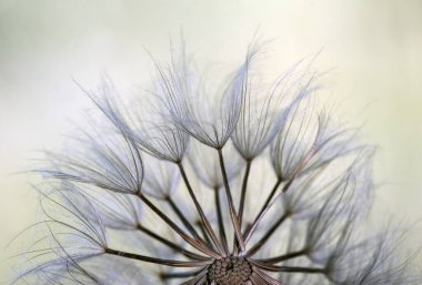 Tragopogon porrifolius mor ya da yaygın tuzlu istiridye sebzesi ya da Kudüs yıldızı Jack yatmaya gider keçi sakalı tüylü meyveler bu şemsiyeye benzeyen parlayan ışığın