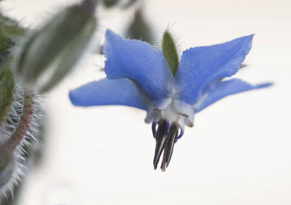 Borago Officinalis Starflower Їстівна Рослина Красивими Фіолетовими Синіми Квітами Флеш — стокове фото