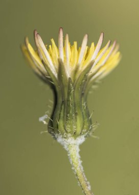 Sonchus türleri her yıl süt ekerler. Devedikeni tavşanları. Colwort sütü, süt tozu ya da yenilebilir domuzlar.