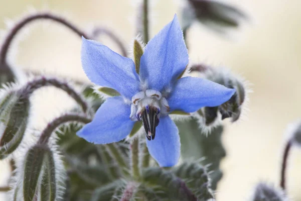 Borago Officinalis Крахмалоцветковое Съедобное Растение Красивым Глубоким Синим Цветком Заостренными — стоковое фото