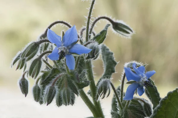 Borago Officinalis Sternblume Essbare Pflanze Mit Schöner Tiefblauer Blume Mit — Stockfoto