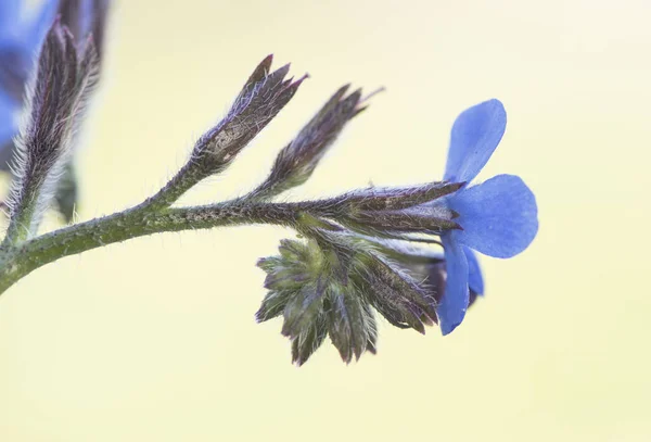 Anchusa Azurea Bahçe Çapası Talyan Buglosu Odaklanmamış Yeşil Arka Planda — Stok fotoğraf