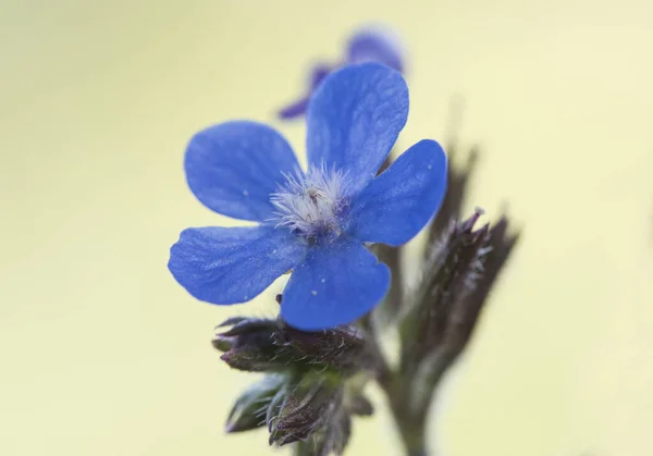 Anchusa Azurea Bahçe Çapası Talyan Buglosu Odaklanmamış Yeşil Arka Planda — Stok fotoğraf