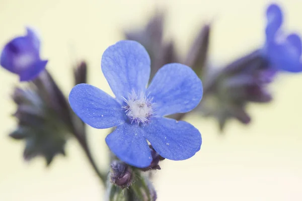 Anchusa Azurea Jardim Anchusa Bugloss Italiano Arbusto Bonito Com Muitas — Fotografia de Stock