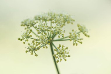 Smyrnium olusatrum alisanders at maydanoz exanders, bol miktarda nemin parladığı bölgelerde çok yaygın olarak rastlanan bir bitkidir.