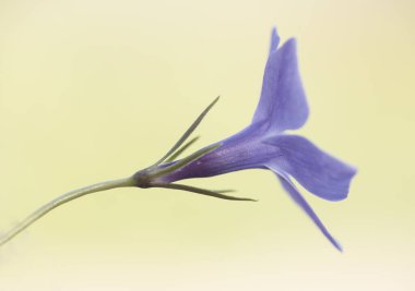 Vinca türleri menekşe tırmanışı bitkisi. Nemli ve gölgeli alanlarda sık görülen mor çiçekler.