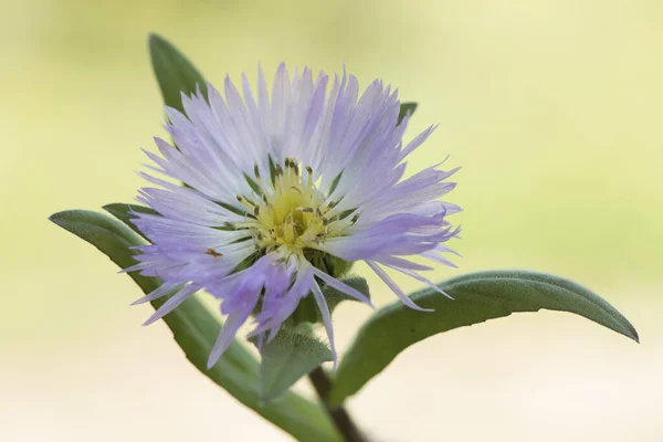 Centaurea Pullata Centaury Starthistles Torthweeds Bluets Gorgeous Distel Hellviolett Und — Stockfoto