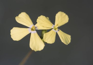 Yıldız hardalı duvar akıntısı uzun duvar çiçeği lahanası ailede küçük narin bitki, Cruciferae pastel sarısı, pembe arka plan ışıklı yeşil ışık.