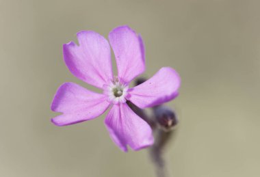 Sessiz tür campion catchfly. Bulanık yeşil arka planda beyaz pullu pembe çiçekli narin çiçek.