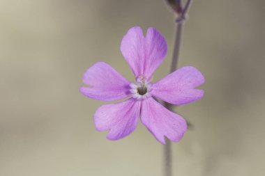 Sessiz tür campion catchfly. Bulanık yeşil arka planda beyaz pullu pembe çiçekli narin çiçek.