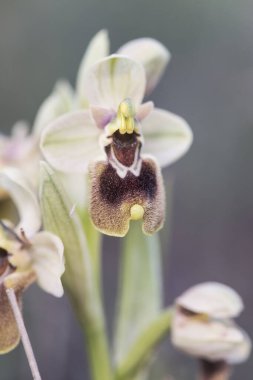 Ophrys tenthredinifera Sawfly Orkidesi. Orkide familyasının güzel yabani bitkisi. Arı görünümlü ve pembe ya da yeşil renkli.