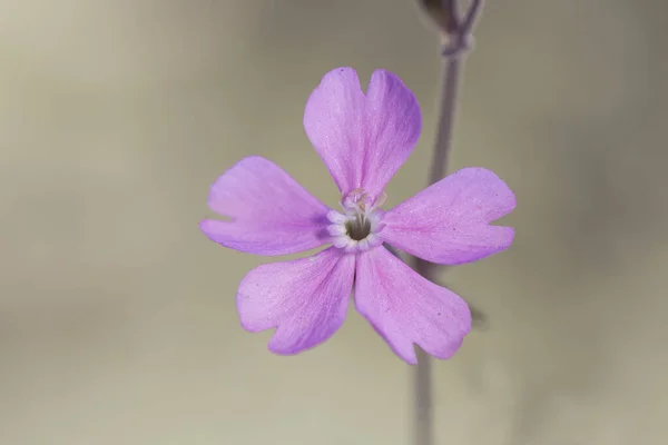 Silene Arten Campion Catchfly Zarte Rosa Blume Mit Weißlichen Staubgefäßen — Stockfoto