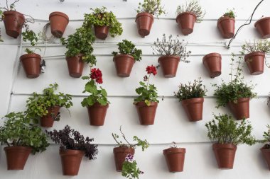 Beyaz bir duvarda asılı sardunyalı tencereler. Tipik Endülüs doğal ışığı.