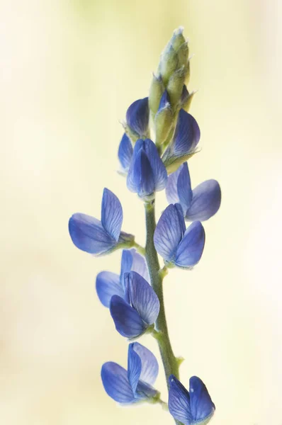 兰科植物 或蓝紫色 可爱的植物 有深蓝色花 未聚焦的绿色背景闪光灯 — 图库照片