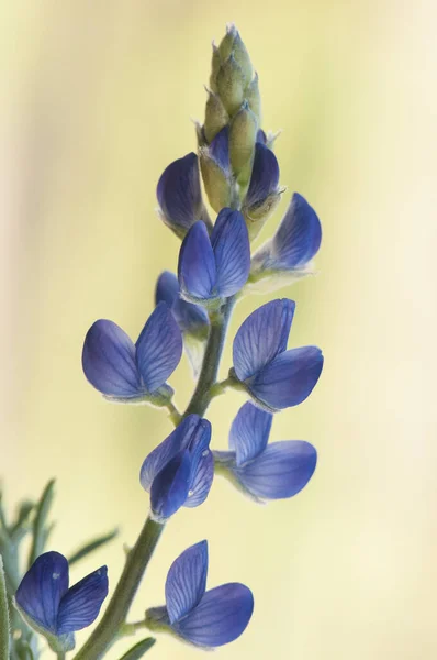 Lupinus Angustifolius Hoja Estrecha Planta Hermosa Lupino Hoja Estrecha Azul — Foto de Stock