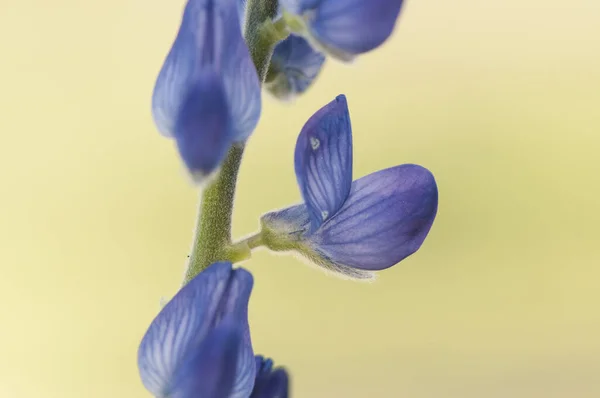 Lupinus Angustifolius Hoja Estrecha Planta Hermosa Lupino Hoja Estrecha Azul — Foto de Stock