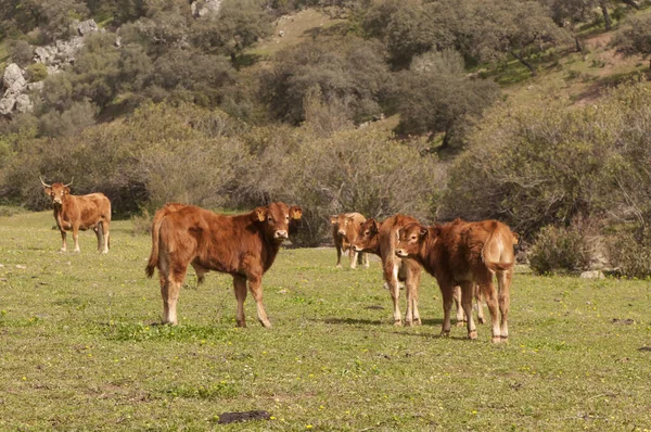 アンダルシアの牧草地で春の牧草地牛の鹿の子牛や牛の日光浴風景 — ストック写真