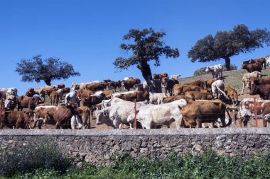 Endülüs 'ün doğal güpegündüz meşeler arasında geniş çaplı üretim sisteminde inekler yetiştiriliyor.
