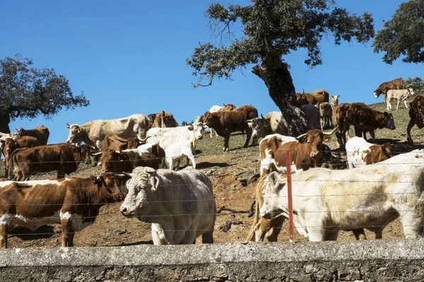 Azienda Agricola Vacche Estensivo Sistema Produzione Tra Querce Andalusia Luce — Foto Stock