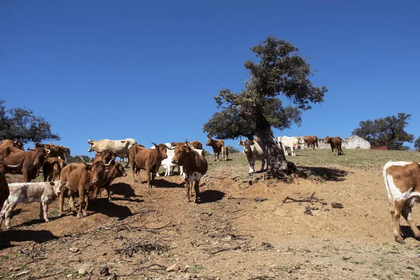 Azienda Agricola Vacche Estensivo Sistema Produzione Tra Querce Andalusia Luce — Foto Stock