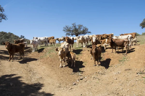 Azienda Agricola Vacche Estensivo Sistema Produzione Tra Querce Andalusia Luce — Foto Stock