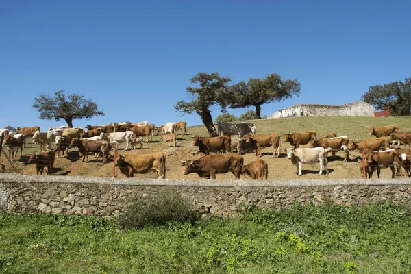 Azienda Agricola Vacche Estensivo Sistema Produzione Tra Querce Andalusia Luce — Foto Stock
