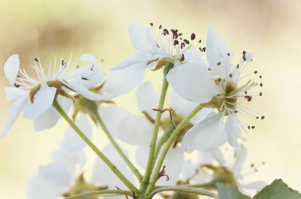 Pyrus Bourgaeana Küçük Orta Büyüklükteki Ber Armut Ağacı Endülüs Çok — Stok fotoğraf