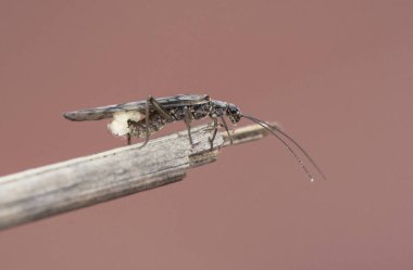 Plekoptera taş sineği uzun antenli ve siyah kanatlı böcek, balık tutmak için yem olarak kullanılıyor.