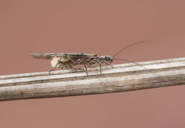 Кам Яна Муха Plecoptera Довгими Антенами Крилами Чорною Пристрастю Використовується — стокове фото