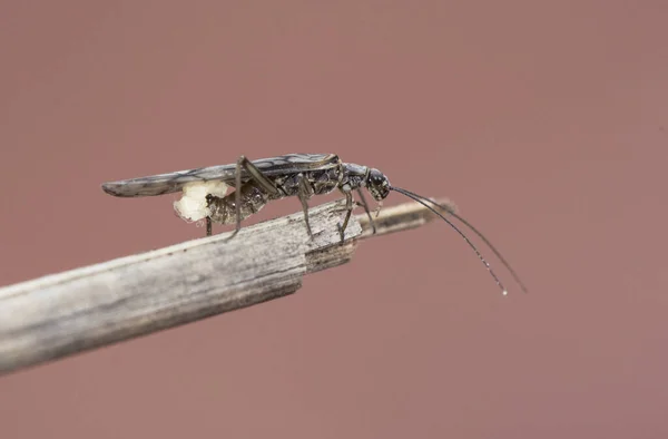 Кам Яна Муха Plecoptera Довгими Антенами Крилами Чорною Пристрастю Використовується — стокове фото