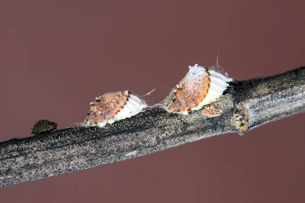 Icerya Purchasi Algodão Almofada Escala Branco Laranja Algodão Olhando Inseto — Fotografia de Stock